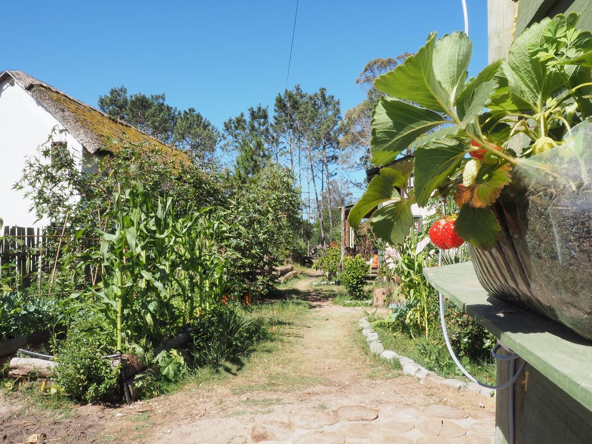Eco Choclo Bed and Breakfast La Paloma Exterior foto